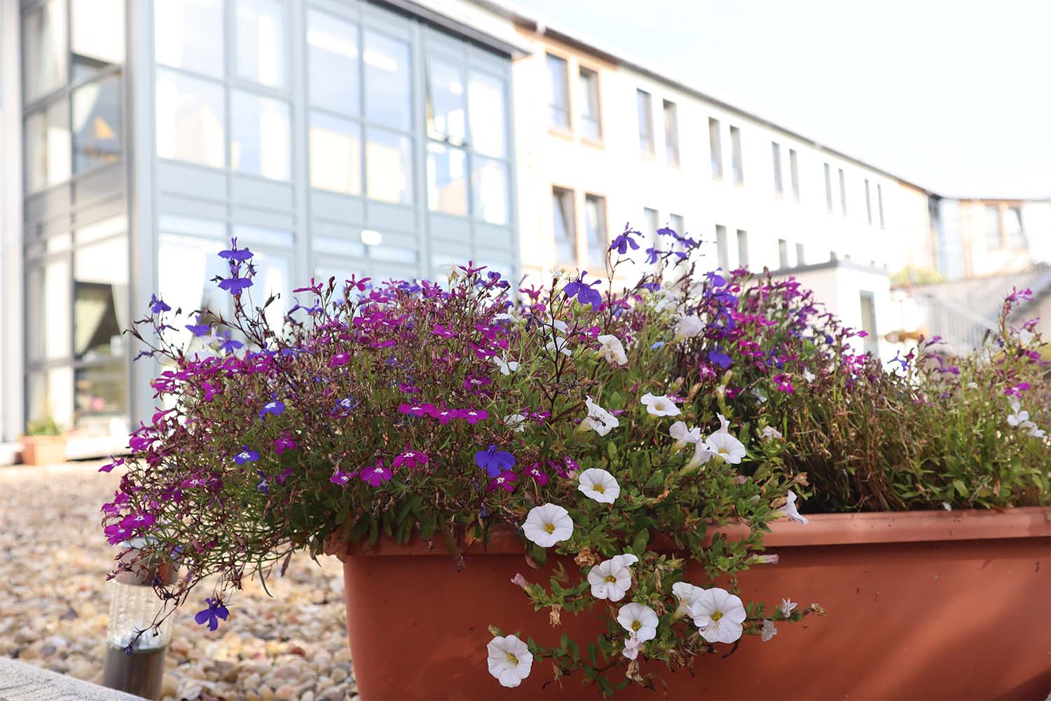 flowers in westerton care home garden