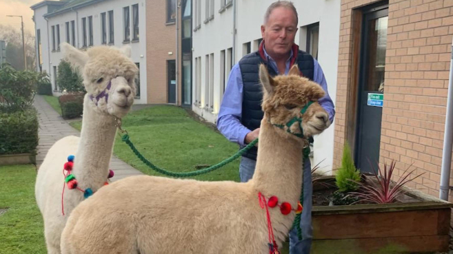llamas outside