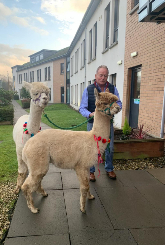 Alpacas Visit Westerton Residents